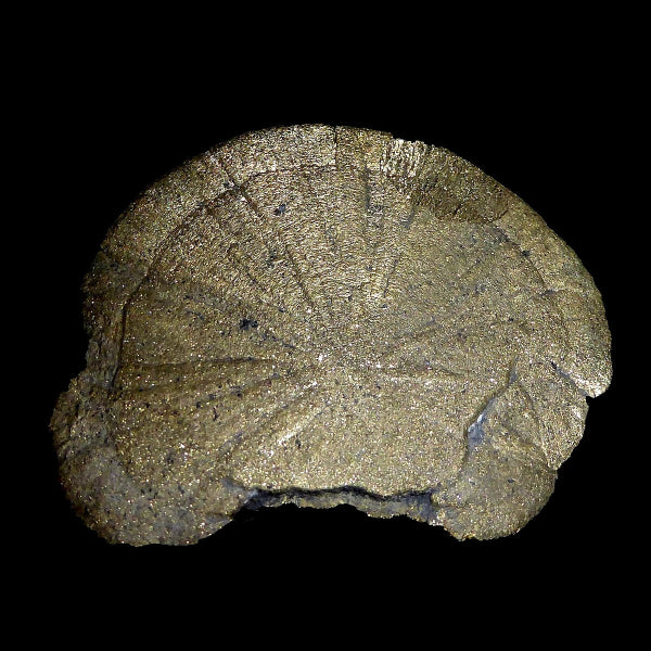 Pyrite « Soleil »
