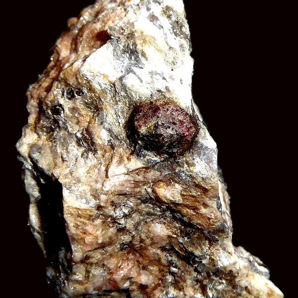 Granate Var. Amandino
